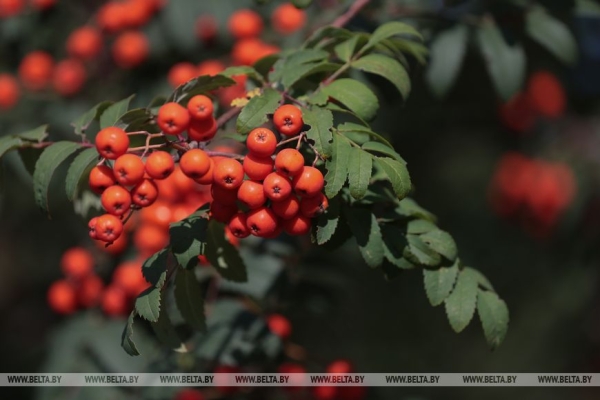 От сентябрьской прохлады до летней жары. Какой будет последняя неделя лета, рассказали в Белгидромете