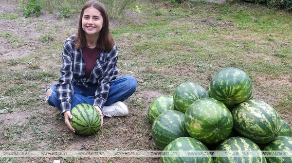 Семена с президентской бахчи дали плоды под Гомелем Семена с президентской бахчи дали плоды под Гомелем
