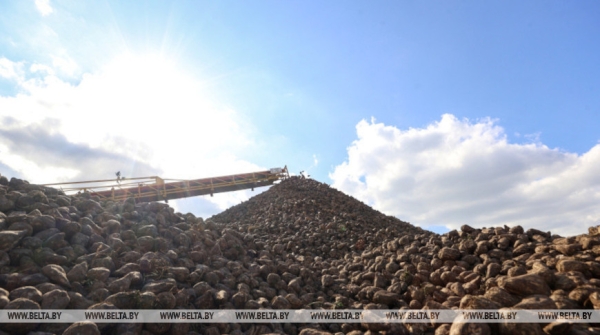 Минсельхозпрод: в стране накопан первый миллион тонн сахарной свеклы