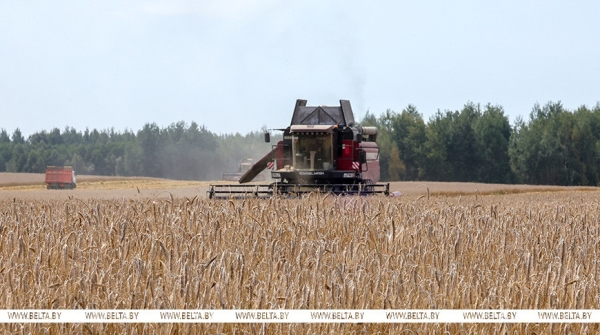 
"Ниже нельзя!" Лукашенко призывает закрепиться на уровне урожая зерновых этого года
