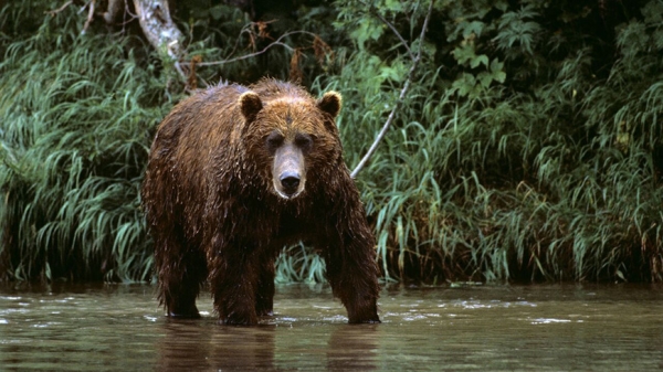 В Японии из-за нападения медведей за выходные пострадали как минимум восемь человек