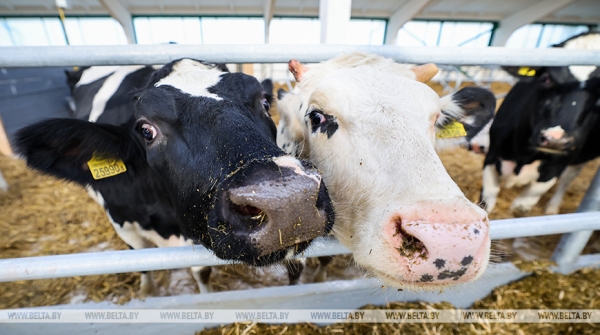 Новый МТК на 800 коров ввели в строй в Клецком районе