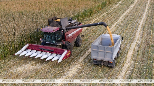 В Беларуси намолотили 10,8 млн тонн зерна с учетом рапса и кукурузы 