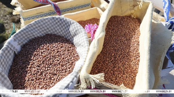 "Профицит зерна, на 85 тыс. тонн больше овощей". Шулейко об итогах сельскохозяйственного года