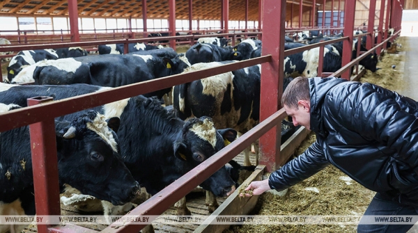 Здесь все работает на результат. Как развивается Белыничский СПК "Колхоз "Родина" Здесь все работает на результат. Как развивается Белыничский СПК "Колхоз "Родина"